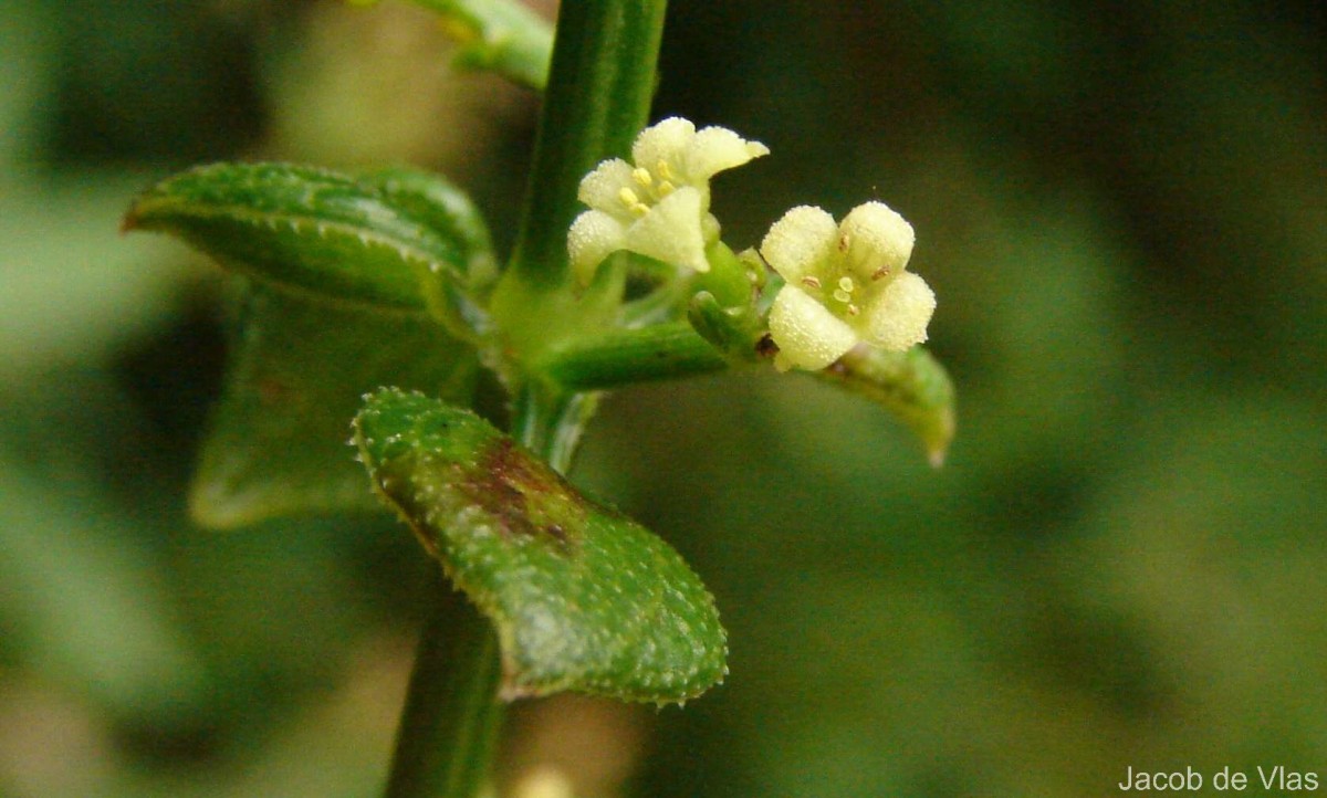 Rubia cordifolia L.